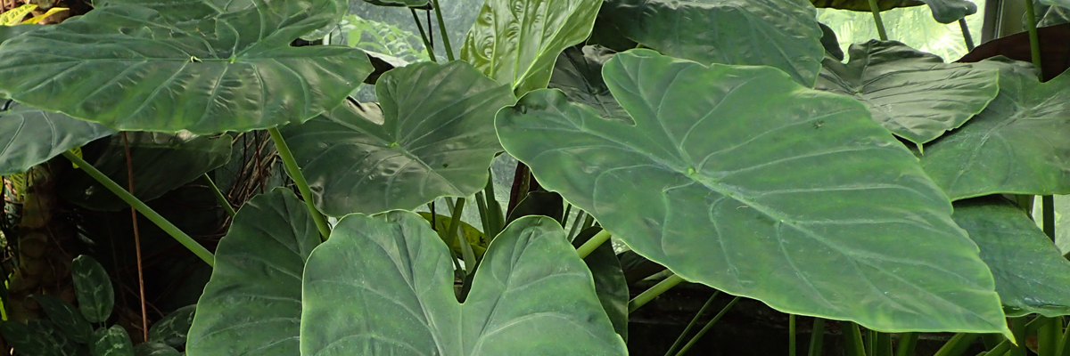 Alocasia houseplants with dramatic tropical foliage