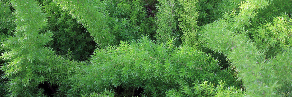 Asparagus Fern foliage