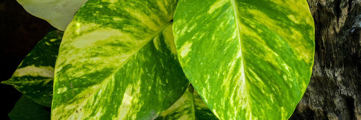Variegated Pothos foliage