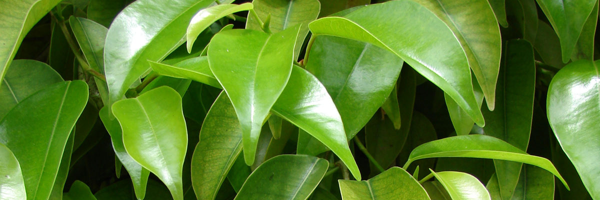 Ficus foliage