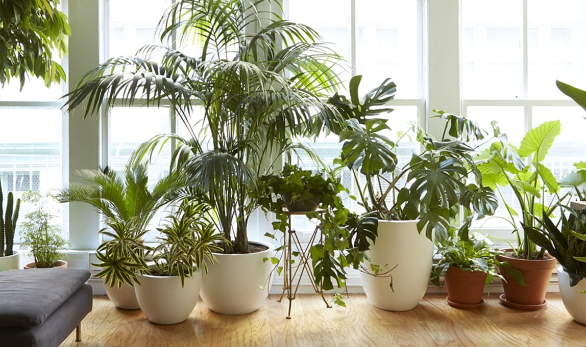 Large floor plants for indoor spaces