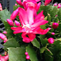 Christmas Cactus