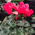 Cyclamen