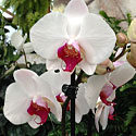 Orchids