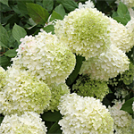 'Limelight' Hydrangea