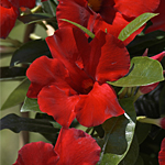 Mandevilla