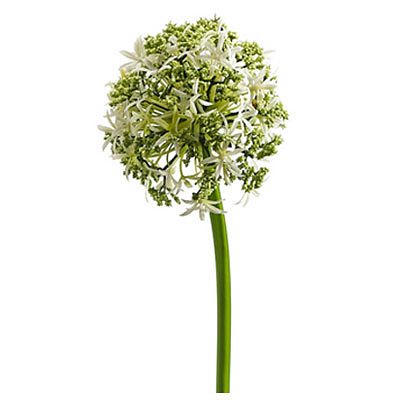 Allium Spray Cream