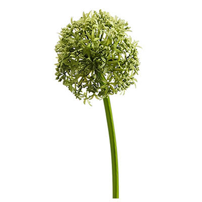 Allium Spray Green