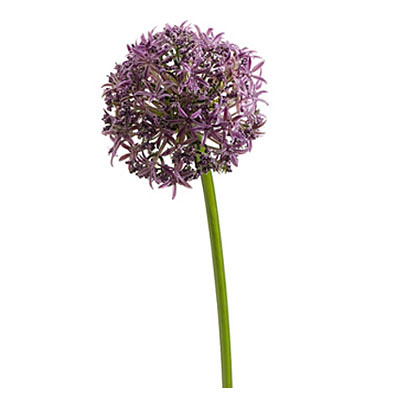 Allium Spray Lavender