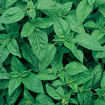 Seeds - Basil 'Sweet'