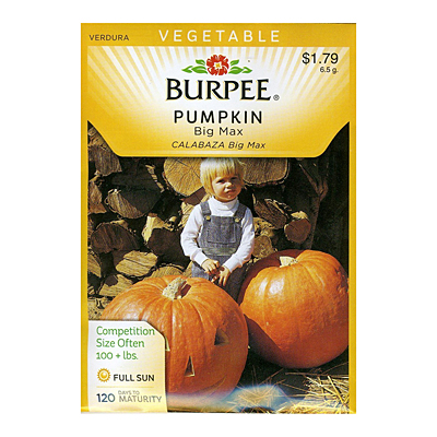 Seeds - Pumpkin 'Big Max'