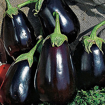 Seeds - OR Eggplant 'Black Beauty'