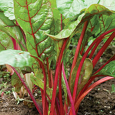 Seeds - H Swiss Chard 'Burpee's Rhubarb'