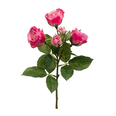 Cabbage Rose Spray Two Tone Pink