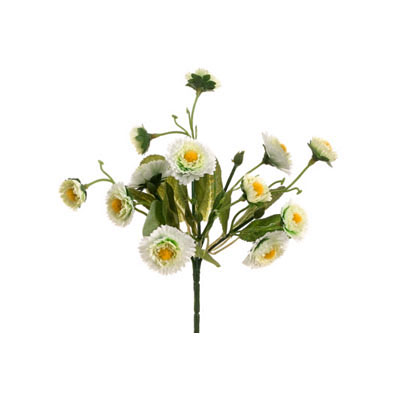 Calendula Bush - Cream/Yellow