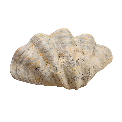 Giant Clam Shell