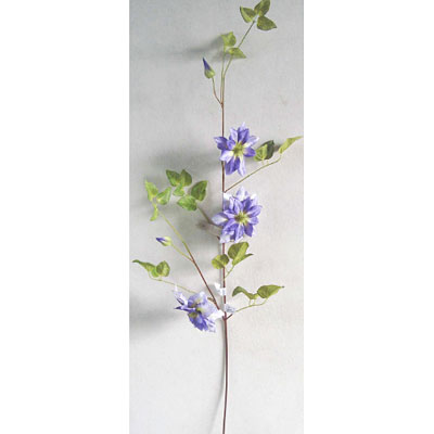 Clematis Vine