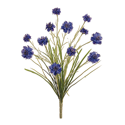Cornflower Bush - Blue Royal