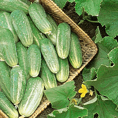 Seeds - Cucumber 'Picklebush'