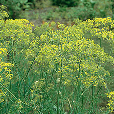 Seeds - OR Dill 'Mammoth'