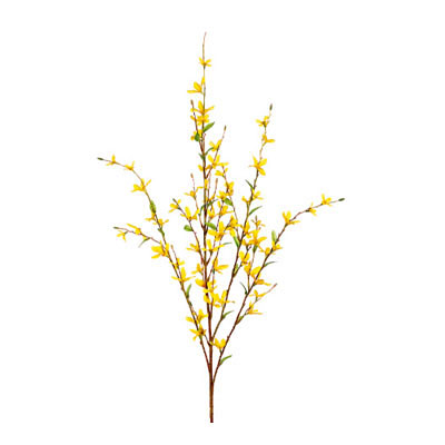 Forsythia Spray