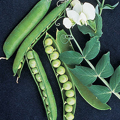 Seeds - OR Pea, 'Garden Sweet'