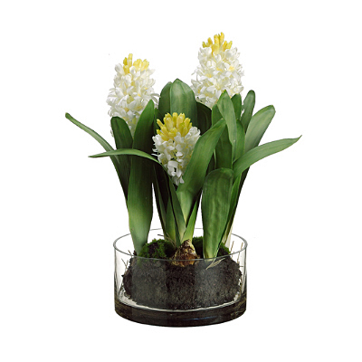 Hyacinth in Glass Vase - White