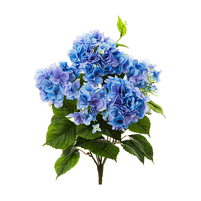 Hydrangea Bush - Blue