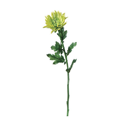 Spray - Illusion Mum Green