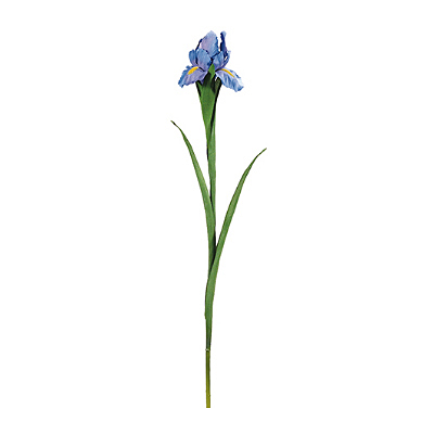 Iris Spray - Lavender Blue