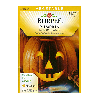 Seeds - OR Pumpkin 'Jack-O-Lantern'