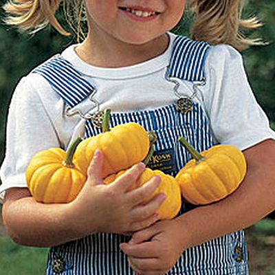 Seeds - H Pumpkin 'Jack Be Little'