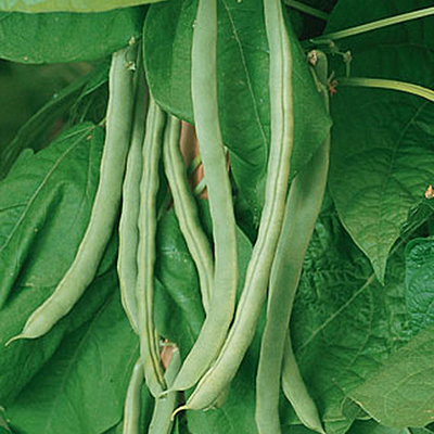 Seeds - Bean, Pole 'Kentucky Wonder'