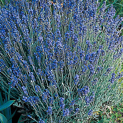 Seeds - Lavender 'Lady'