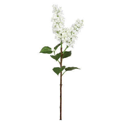 Lilac Stem - Cream