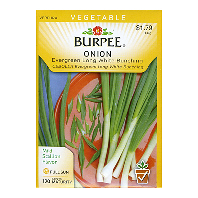 Seeds - Onion 'Evergreen Long White Bunching'
