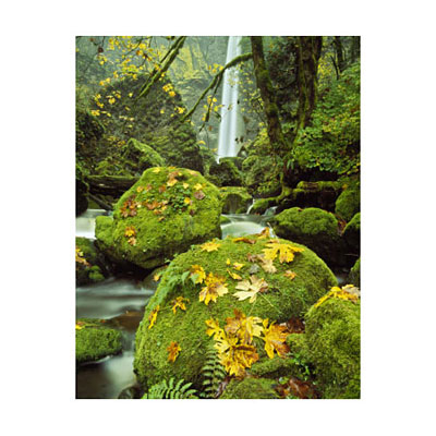 Outdoor Art - Moss & Falls