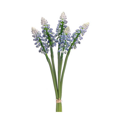 Muscari Bunch Blue