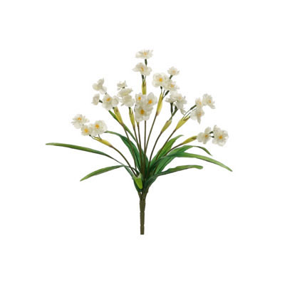 Narcissus Bush White