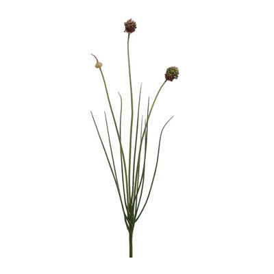 Onion Bloom Spray Burgundy