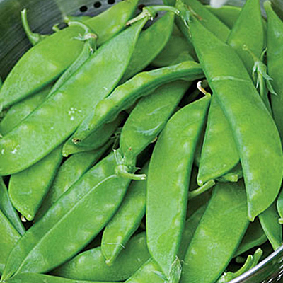 Seeds - Pea, Snow 'Snowbird'