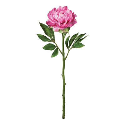 Peony Stem - Beauty