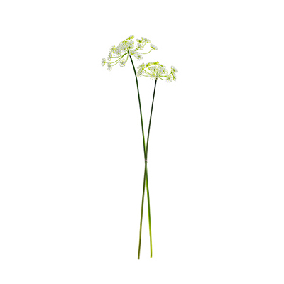 Queen Anne's Lace Bundle x2