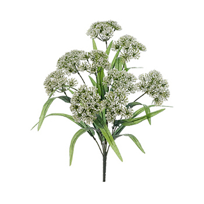 Queen Anne's Lace Bush - White