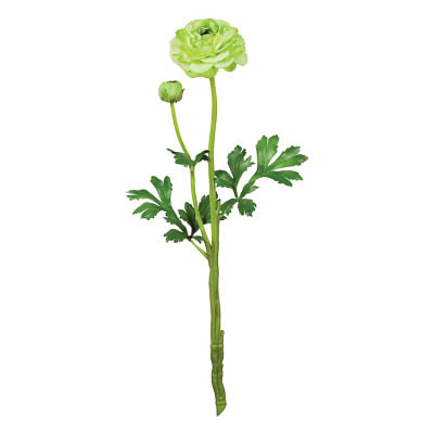 Ranunculus Stem - Celery