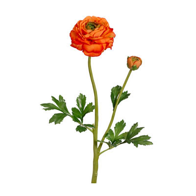 Ranunculus Spray with Bud Orange