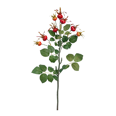 Rose Hip Spray - Red Orange
