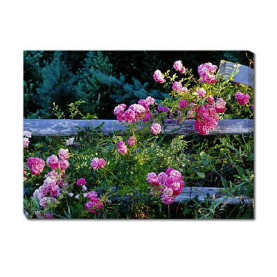 Outdoor Art - Roses on Fence