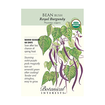 Seeds - BI Bean Bush Royal Burgundy Org
