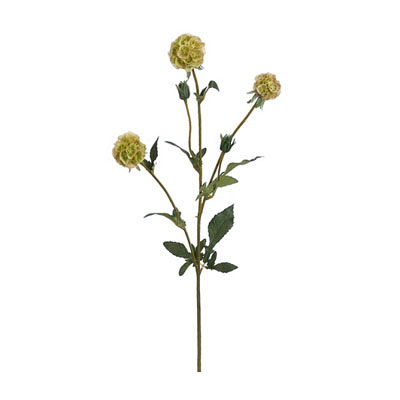 Scabiosa Spray Lime